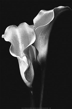 Two Callas