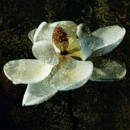 Magnolia II