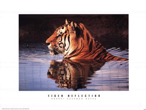 Tiger Reflection