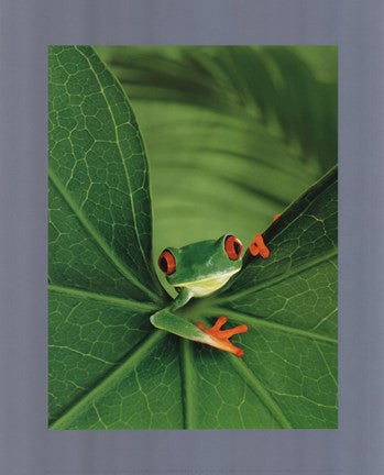 Tree Frog