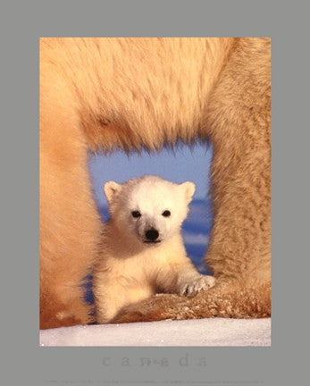 Polar Bear Cub