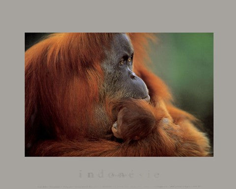 Orang-Utan